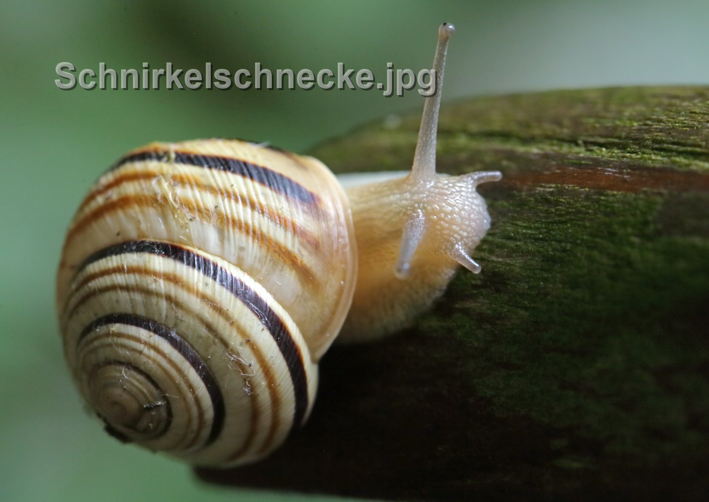 Schnirkelschnecke.jpg