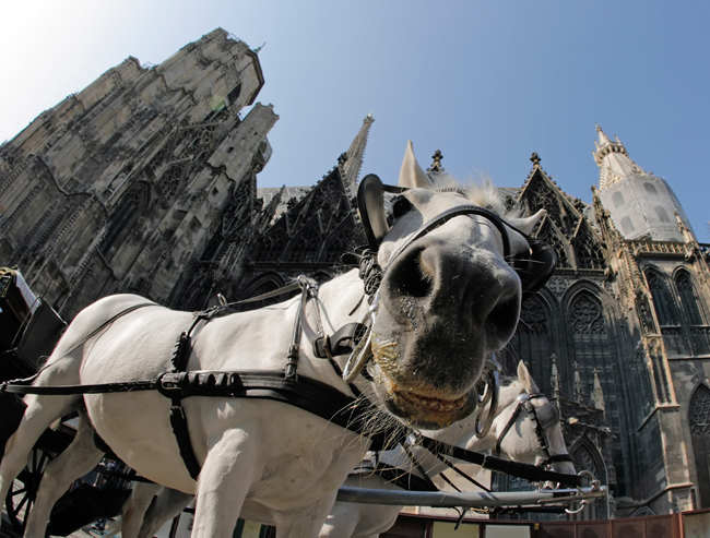 Fiaker vor dem Stephansdom