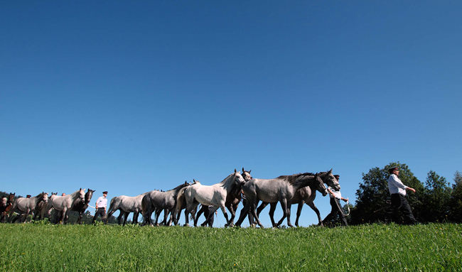 Lipizzanerhengste beim Almabtrieb