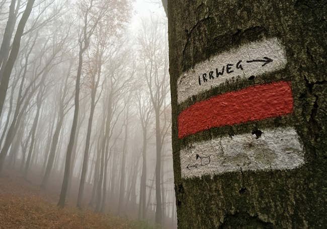 Wanderweg im Wienerwald