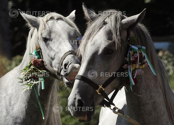 Lipizzaner Almabtrieb